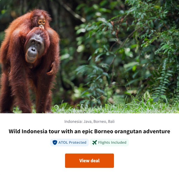 Wild Indonesia tour with an epic Borneo orangutan adventure