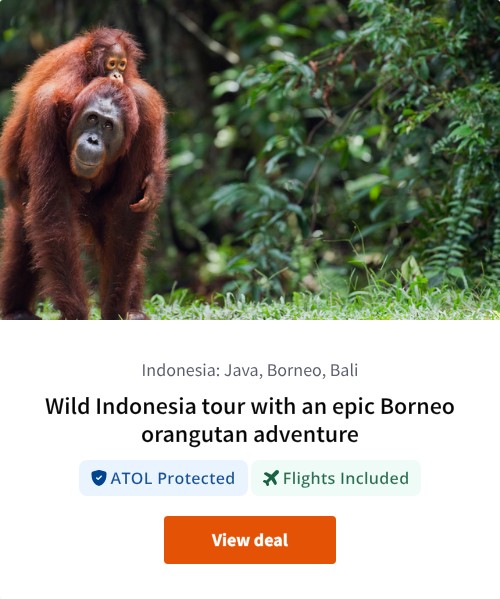 Wild Indonesia tour with an epic Borneo orangutan adventure